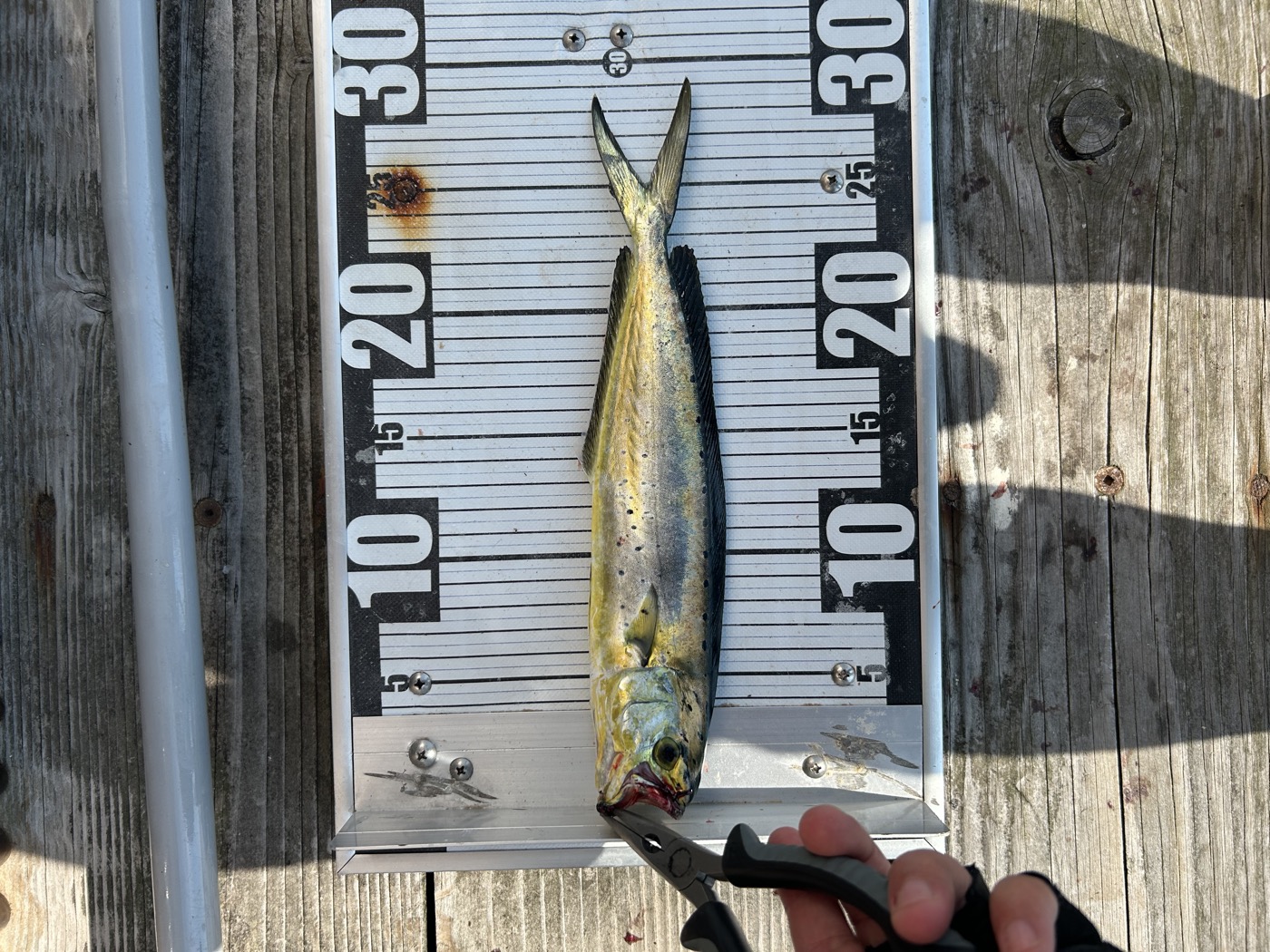 釣れたシイラ。30cmほどのサイズ
