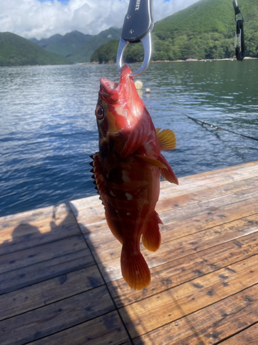 鮮やかな赤色のアカハタ35cm