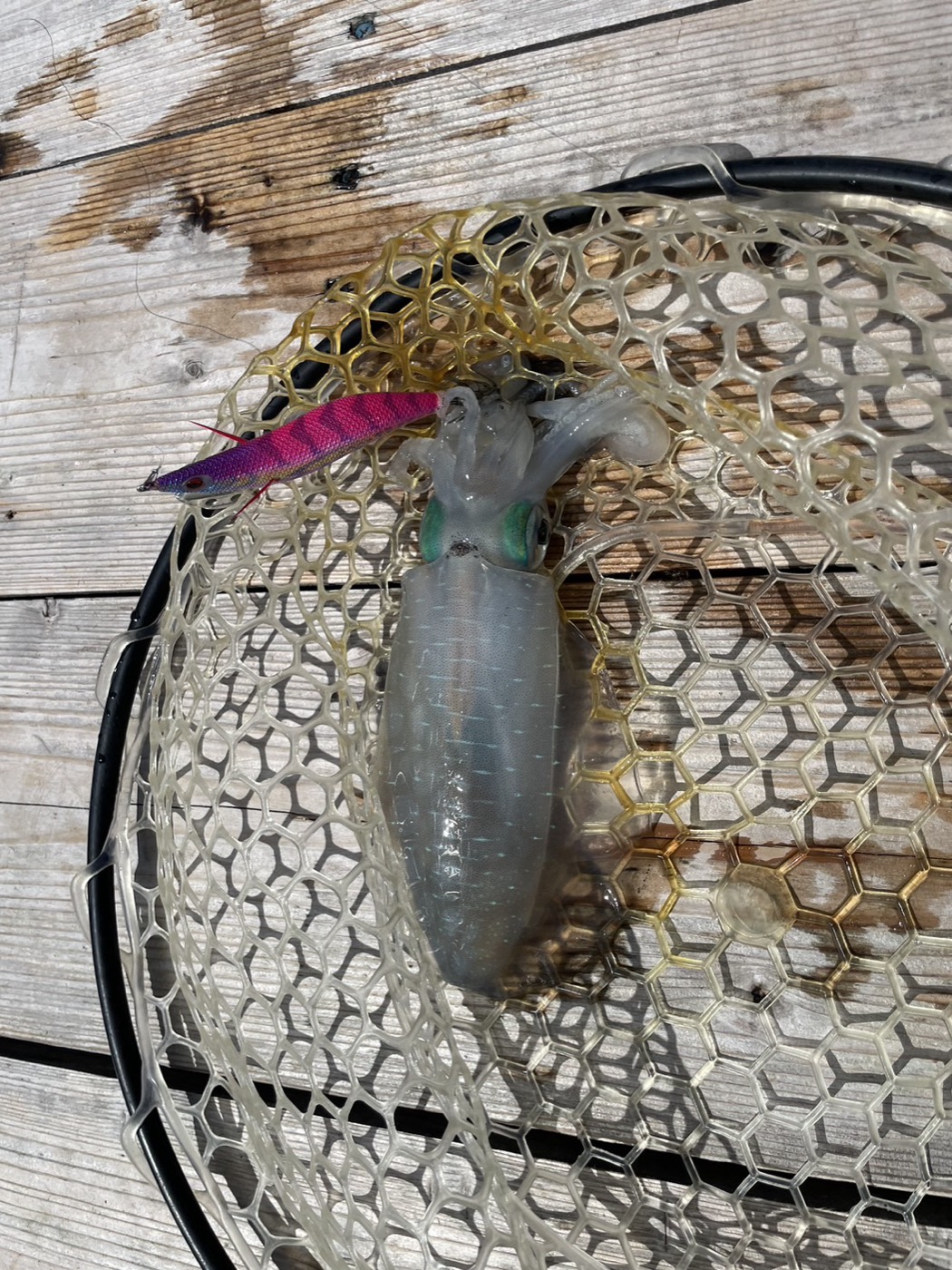 エギで釣れたアオリイカ